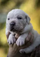 Midnight Groove’s Kiss Of Life- Sade, a female Cane Corso for sale in Charlotte, NC – 5 of 10