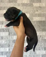 Sentinel & Soul Stoli: North America Mastiff-Black, a female Cane Corso and American Mastiff for sale in Orlando, FL – 2 of 7