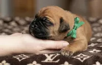 Midnight Groove’s Mad At Fire-Red Fawn, a male Cane Corso for sale in Orlando, FL – 4 of 9
