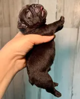Midnight Groove’s Ascension-Black, a male French Bulldog for sale in Charlotte, NC – 2 of 3