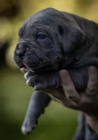 Midnight Groove’s Love’s Taken Over- Chanté, a female Cane Corso for sale in Charlotte, NC – 2 of 10