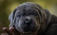 Midnight Groove’s Love’s Taken Over- Chanté, a female Cane Corso for sale in Charlotte, NC – 5 of 10