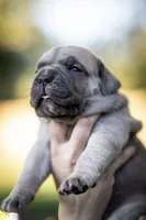 Midnight Groove’s What’s Going On- Marvin, a male Cane Corso for sale in Charlotte, NC – 3 of 10