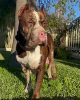 Sentinel & Soul Stoli: North America Mastiff-Black, a female Cane Corso and American Mastiff for sale in Orlando, FL – 6 of 7