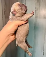 Midnight Groove’s The Sweetest Taboo-Lilac, a female French Bulldog for sale in Charlotte, NC – 2 of 3