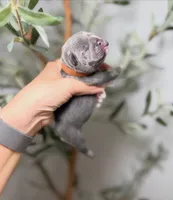 Mirage , a female French Bulldog for sale in Louisville, KY – 5 of 6