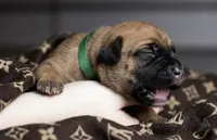 Midnight Groove’s Mad At Fire-Red Fawn, a male Cane Corso for sale in Orlando, FL – 3 of 9