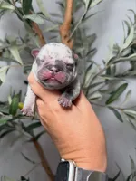 Phantom-Merle, a male French Bulldog for sale in Louisville, KY – 8 of 8