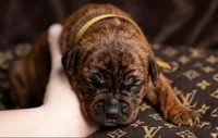 Midnight Groove’s Next Lifetime-Chestnut Brindle, a female Cane Corso for sale in Orlando, FL – 5 of 9