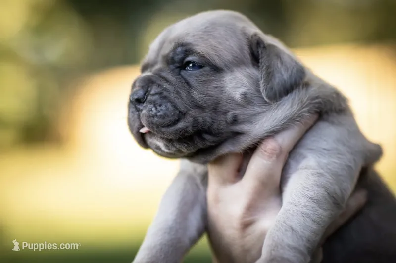 Midnight Groove’s What’s Going On- Marvin – Cane Corso puppy for sale in Charlotte, NC