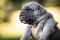 Midnight Groove’s What’s Going On- Marvin, a male Cane Corso for sale in Charlotte, NC – 1 of 10