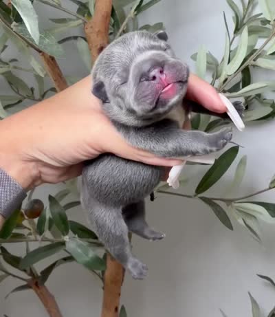Mirage , a female French Bulldog for sale in Louisville, KY – 2 of 6