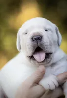 Midnight Groove’s Never Too Much- Luther, a male Cane Corso for sale in Charlotte, NC – 3 of 10