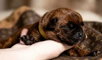 Midnight Groove’s Next Lifetime-Chestnut Brindle, a female Cane Corso for sale in Orlando, FL – 4 of 9