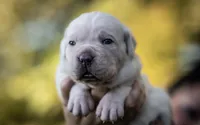 Midnight Groove’s Kiss Of Life- Sade, a female Cane Corso for sale in Charlotte, NC – 4 of 10