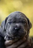 Midnight Groove’s Love’s Taken Over- Chanté, a female Cane Corso for sale in Charlotte, NC – 3 of 10