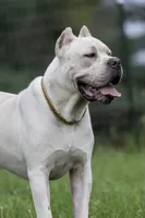 Midnight Groove’s Love’s Taken Over- Chanté, a female Cane Corso for sale in Charlotte, NC – 8 of 10