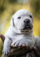 Midnight Groove’s Never Too Much- Luther, a male Cane Corso for sale in Charlotte, NC – 1 of 10