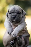 Midnight Groove’s What’s Going On- Marvin, a male Cane Corso for sale in Charlotte, NC – 4 of 10