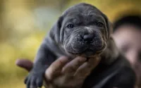 Midnight Groove’s Love’s Taken Over- Chanté, a female Cane Corso for sale in Charlotte, NC – 6 of 10
