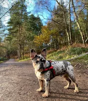 Midnight Groove’s The Sweetest Taboo-Lilac, a female French Bulldog for sale in Nashville, TN – 5 of 5