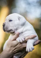 Midnight Groove’s Never Too Much- Luther, a male Cane Corso for sale in Charlotte, NC – 6 of 10