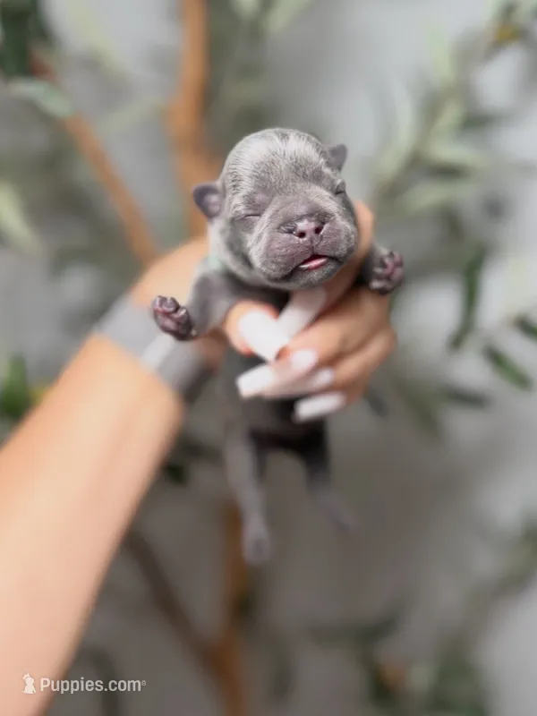 Shadow Spell – French Bulldog puppy for sale in Louisville, KY