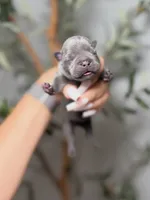 Shadow Spell, a female French Bulldog for sale in Louisville, KY – 1 of 6