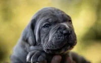 Midnight Groove’s Love’s Taken Over- Chanté, a female Cane Corso for sale in Charlotte, NC – 4 of 10