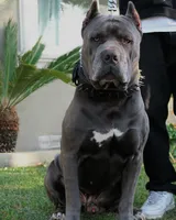 Sentinel & Soul Tequila: North American Mastiff-Black Merle , a female Cane Corso and American Mastiff for sale in Orlando, FL – 6 of 7