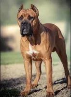 Midnight Groove’s One In A Million-Red Fawn, a female Cane Corso for sale in Orlando, FL – 8 of 9
