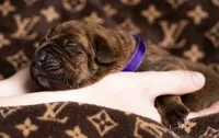 Midnight Groove’s So Anxious-Chestnut Brindle, a male Cane Corso for sale in Orlando, FL – 4 of 9