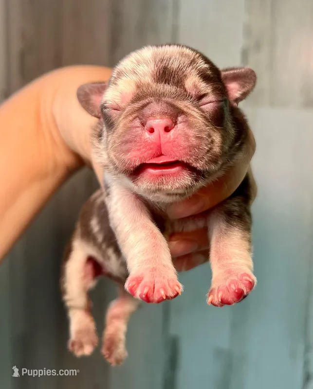 Midnight Groove’s So Anxious-Merle – French Bulldog puppy for sale in Charlotte, NC