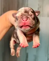 Midnight Groove’s So Anxious-Merle, a male French Bulldog for sale in Charlotte, NC – 1 of 3