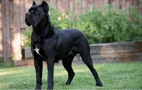 Midnight Groove’s Ascension-Black, a male Cane Corso for sale in Orlando, FL – 7 of 9