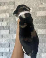 Sentinel & Soul Tequila: North American Mastiff-Black Merle , a female Cane Corso and American Mastiff for sale in Orlando, FL – 3 of 7
