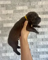 Sentinel & Soul Hennessy: North American Mastiff-Chocolate, a male Cane Corso and American Mastiff for sale in Orlando, FL – 3 of 7