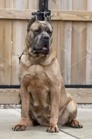 Midnight Groove’s Never Too Much- Luther, a male Cane Corso for sale in Charlotte, NC – 10 of 10