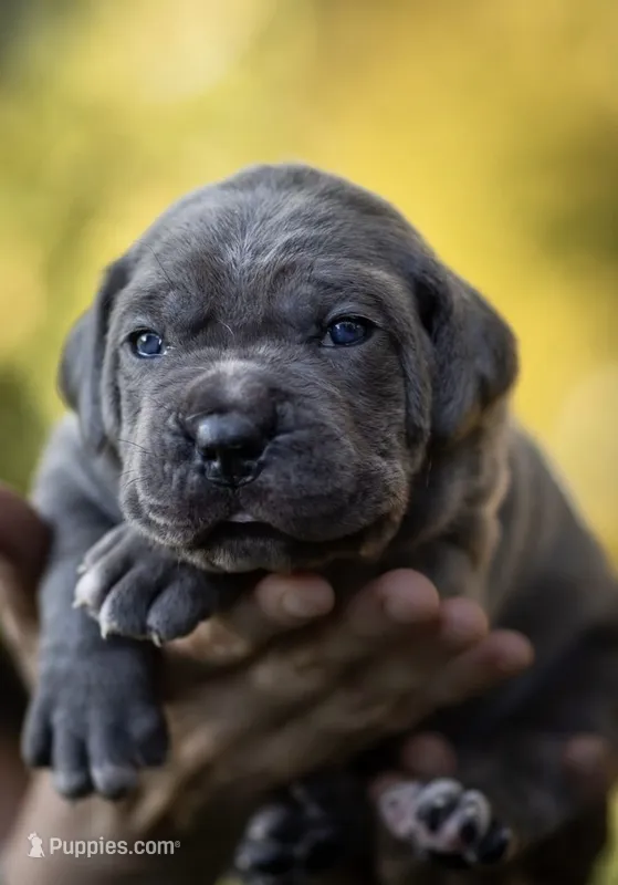 Midnight Groove’s Love’s Taken Over- Chanté – Cane Corso puppy for sale in Charlotte, NC