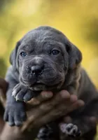 Midnight Groove’s Love’s Taken Over- Chanté, a female Cane Corso for sale in Charlotte, NC – 1 of 10