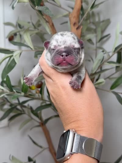 Phantom-Merle, a male French Bulldog for sale in Louisville, KY – 2 of 8