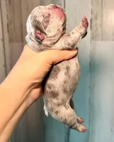Midnight Groove’s One In A Million-Merle, a female French Bulldog for sale in Charlotte, NC – 2 of 3