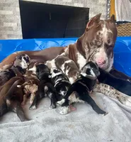 Sentinel & Soul Tequila: North American Mastiff-Black Merle , a female Cane Corso and American Mastiff for sale in Orlando, FL – 5 of 7
