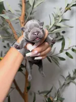 Shadow Spell, a female French Bulldog for sale in Louisville, KY – 6 of 6