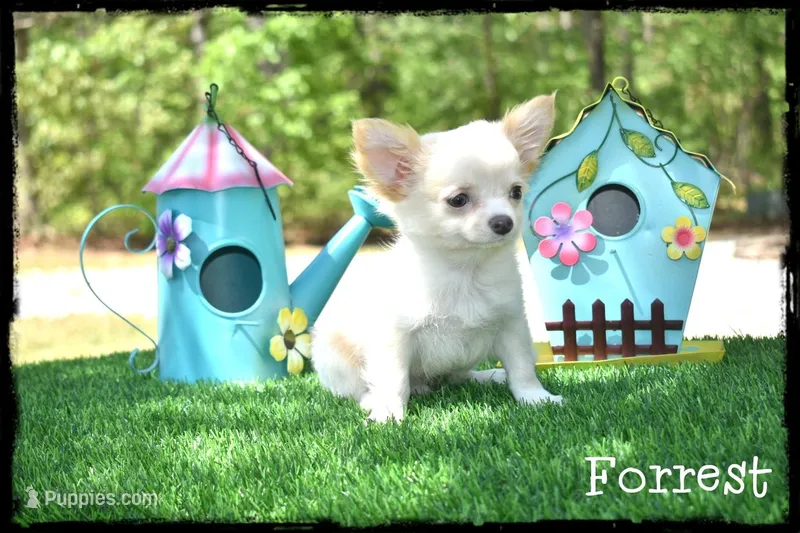 Forrest – Chihuahua puppy for sale in Cleveland, GA
