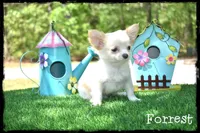Forrest, a male Chihuahua for sale in Cleveland, GA – Photo 1 of 5