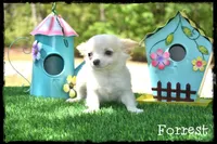 Forrest, a male Chihuahua for sale in Cleveland, GA – Photo 2 of 5