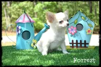 Forrest, a male Chihuahua for sale in Cleveland, GA – Photo 3 of 5