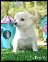 Forrest, a male Chihuahua for sale in Cleveland, GA – Photo 5 of 5