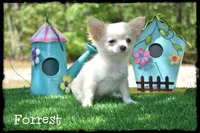 Forrest, a male Chihuahua for sale in Cleveland, GA – Photo 4 of 5